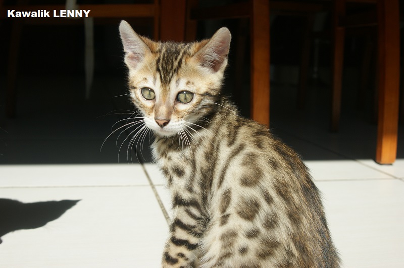CHATON BROWN  rosettes